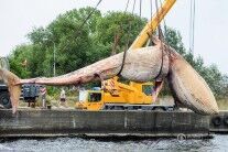 波兰打捞搁浅鲸鱼 体型庞大令人震撼