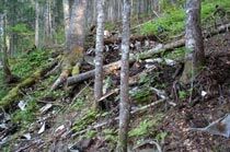 飞机失踪80年后被发现 机上巨额现金不知去向