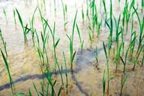  全球变暖将给中国北方带来更多雨水