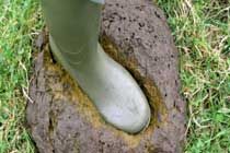 因为屎不够用，全球生态环境受到显著的影响