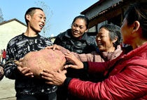 湖北襄阳农民种出“红薯王” 最大18斤重