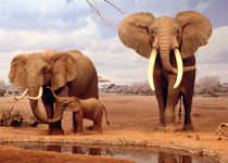 最新研究称：大灭绝会导致大型物种消失