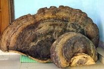 越南发现70公斤千年灵芝 当地居民8000元买下