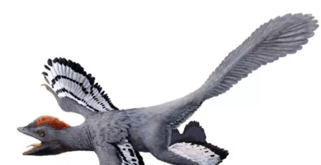 会飞的恐龙来了