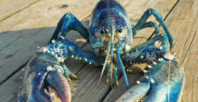龙虾中的“蓝血人”，极度稀有的变种虾，口感很“贵”