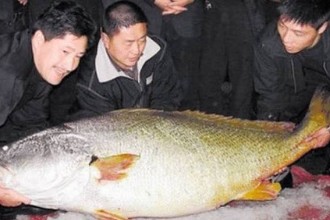  渔民捕获一条鱼贵如黄金，集市上卖出347万元天价