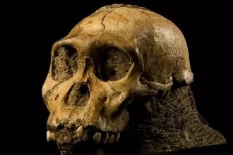 现代人的祖先可能来自两种古人类的竞争