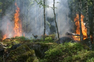 有史以来超严重的森林火灾，第1烧了4700万英亩