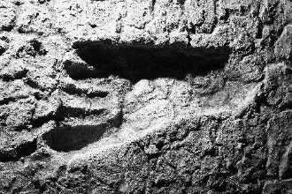 史前人类手印脚印化石——主人是谁？