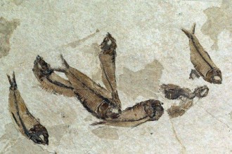 人类到底是从哪里来的? 