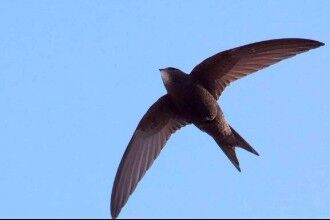 尖尾雨燕为什么能飞得那么快（时速为170公里）