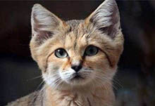 沙猫因美招祸，巴基斯坦沙猫为什么会濒临灭绝