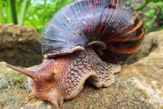 世界上最大的蜗牛，非洲大蜗牛入侵广州