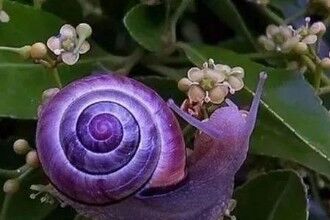 十种奇特紫色动物：紫色海蜗牛雌雄同体
