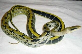 黑眉锦蛇被称为&ldquo;捕鼠大王&rdquo;，国家二级保育动物（数量稀少）