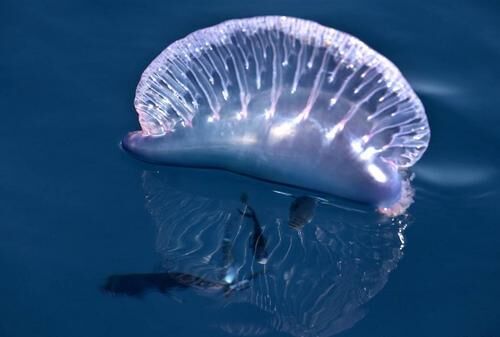 僧帽水母被称为是世界上最毒的水母，蜇伤后会剧痛