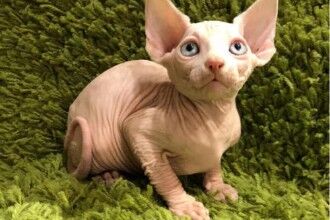 斯芬克斯猫是世界上最丑的猫，无毛猫爱好者们珍宝