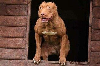 比特犬，美国培育出来的品种（无痛觉神经）