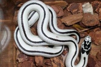 最受欢迎的宠物蛇，牛奶蛇爱好攻击和吞食其他的有毒或者无毒蛇