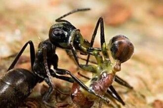 爆炸蚂蚁，通过&ldquo;自爆&rdquo;的方式杀死对手(保护族群)