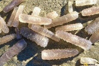 火体虫为什么可以不断变长?最长可以达到30米左右