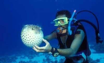 现实存在的恐怖僵尸案例 河豚毒素可让人变成僵尸