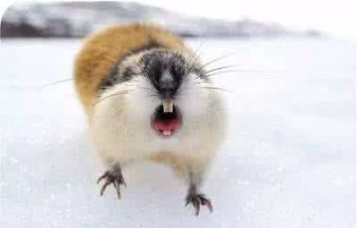 旅鼠自杀之谜旅鼠的繁殖能力超强