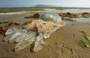 英国南部海岸惊现一只近1米宽的巨型水母