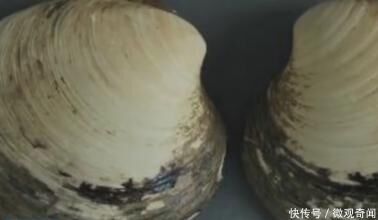 地球五大不死神兽它活了507岁却不小心给科研人员弄死