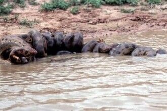 揭开“死亡之虫”的神秘面纱!