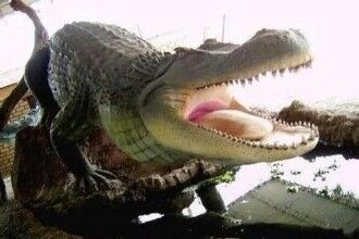 普鲁斯鳄竟性情狂暴，没有其它的掠食者与之匹敌