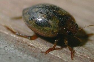 尸鳖没食物的情况下可以活过百年,盗墓者的克星