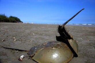 蓝色的血液，鲎血贵如黄金