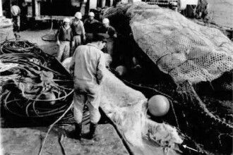 日本1977年巨型海怪尸体事件 海怪重量约2吨