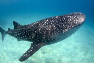 史前利兹鱼速度超过鲸鲨 可吞噬小型恐龙