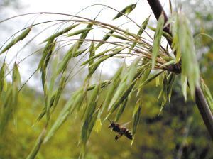 揭秘为何竹子开花成了不祥之兆？