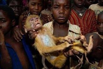 恶心到我了!非洲“最残忍”的美食(非洲的猴子被吃光)