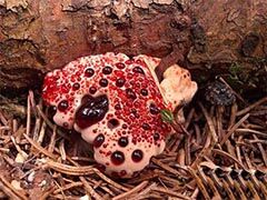 真实存在的怪异植物：&ldquo;画风&rdquo;太诡异