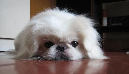 京巴狗的寿命有多长，一般可活13—17岁(最长34岁)解密