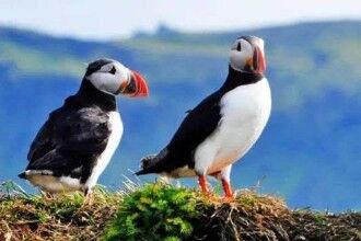 冰岛的12个美妙有趣的事实并不像你想象的那么冷