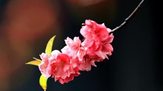 心眼极多，最为狡猾的3星座，智商高人一等，城府深不可测