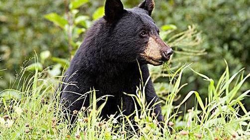 十二星座代表的动物，天秤座是孤狼，狮子座的很漂亮！