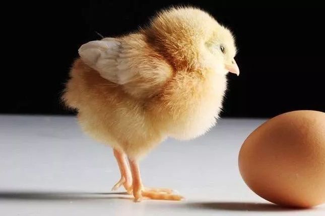 先有鸡先有蛋不知道，但先排卵后来月经知道  ​