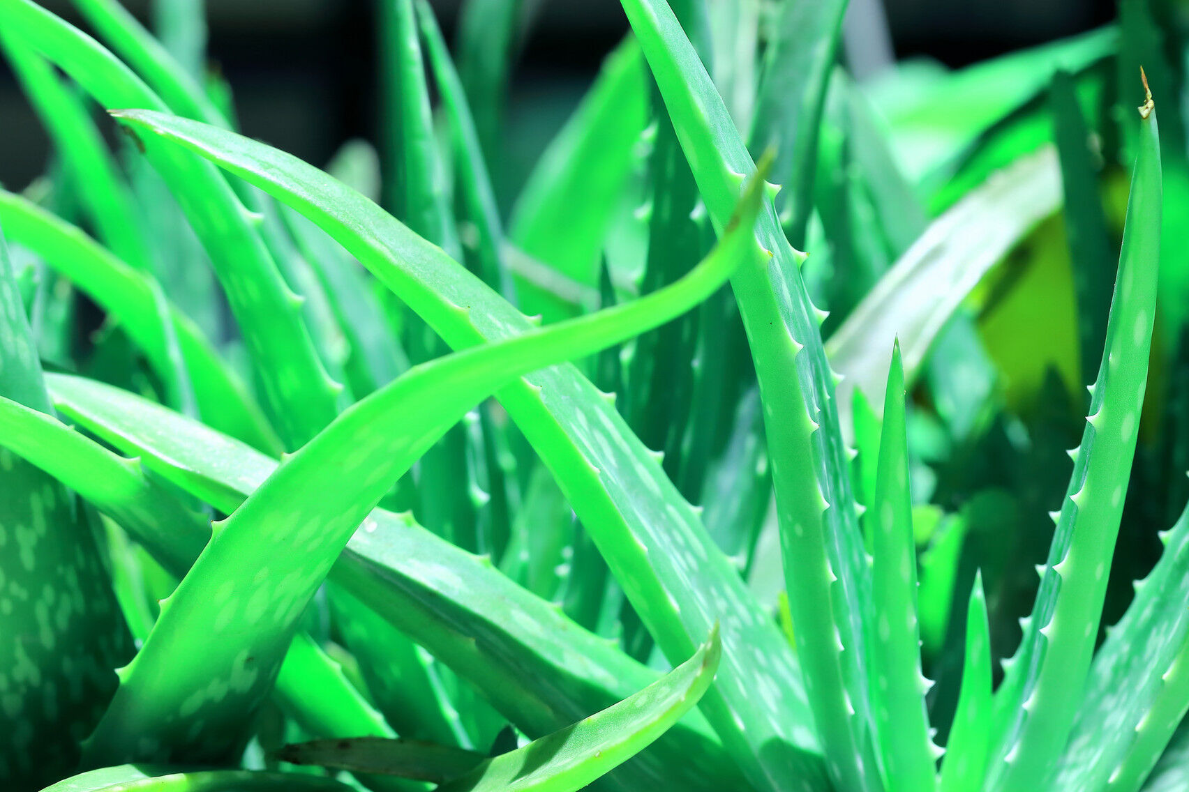 新鲜的芦荟汁不能涂抹脸蛋