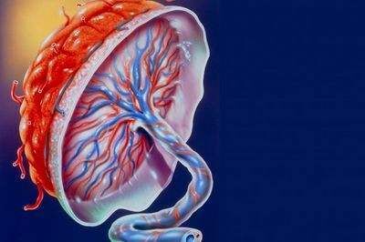 胎盘是母亲和胎儿血脉相连的链接 ​