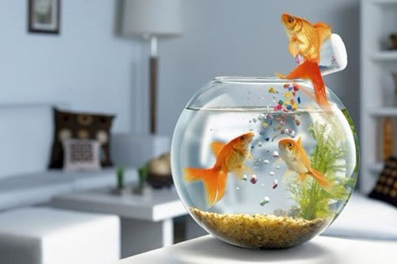 家居风水知识：提升家庭财运的几个窍门