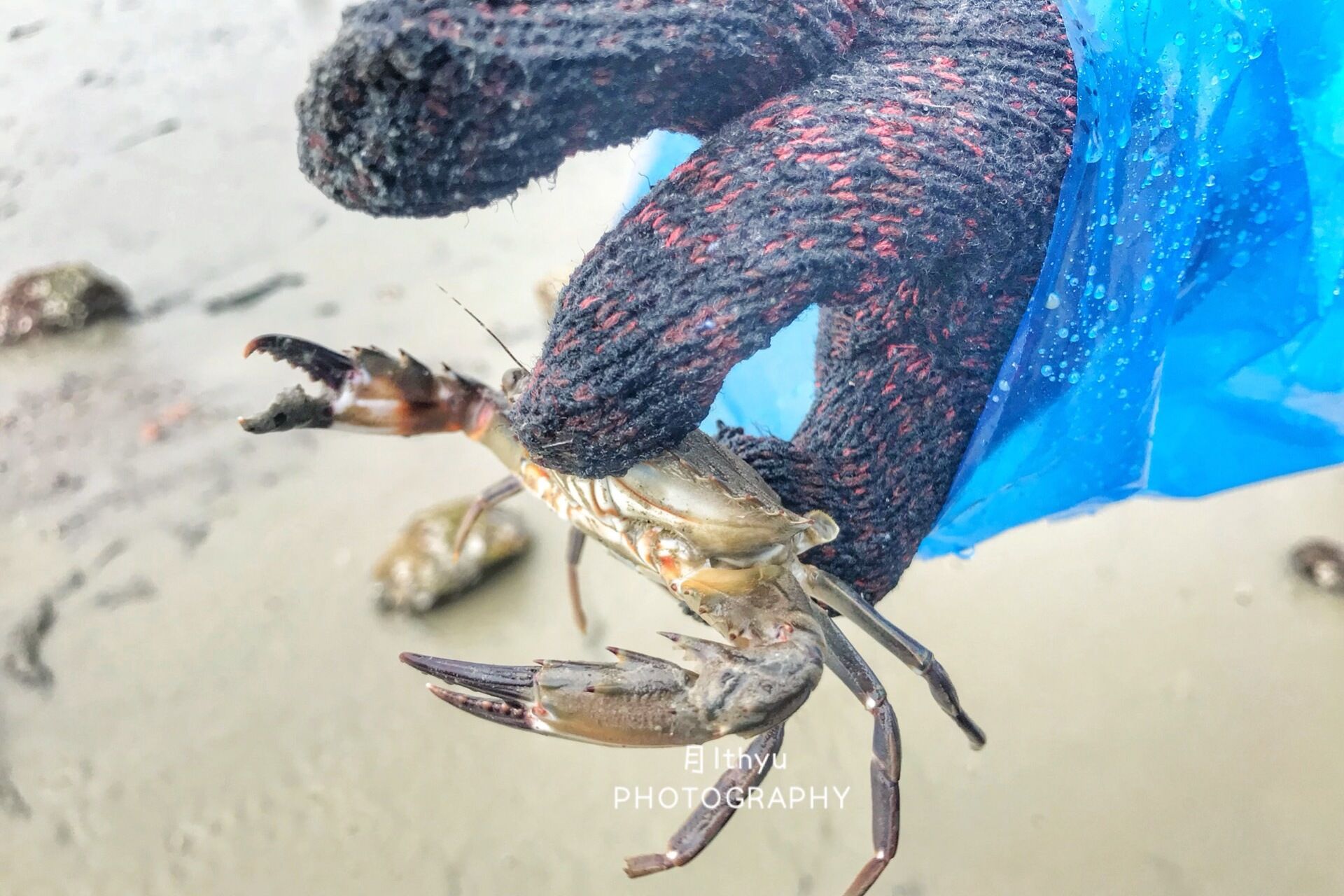 抓螃蟹、抓鸭子、乘帆船……厦门的2天1夜与海来次亲密的接触