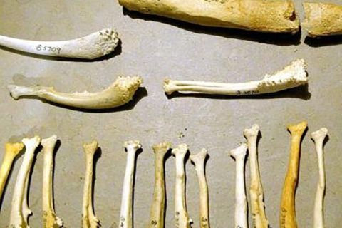 老人的阴茎里为啥长出了&ldquo;骨头&rdquo;