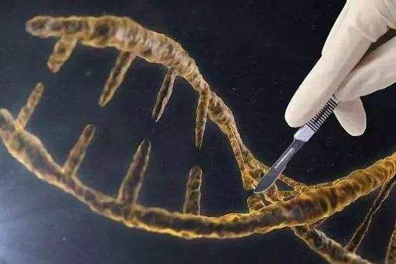 肥胖基因能&ldquo;切掉&rdquo;吗？专家使用基因剪刀让小鼠体重减少20%