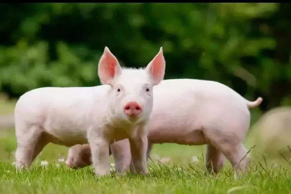想生啥就生啥！日本发明性染色体分离法，随意决定小猪崽性别